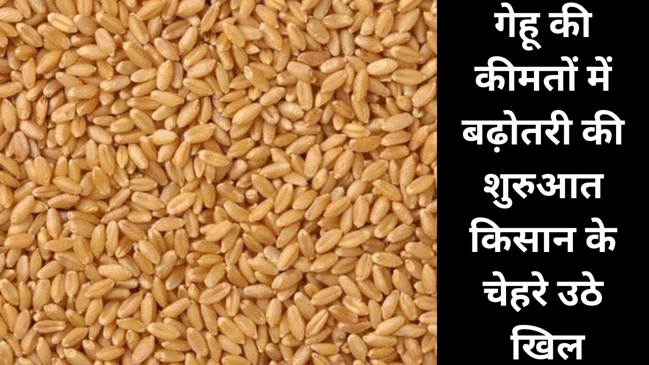 gehu mandi price today
