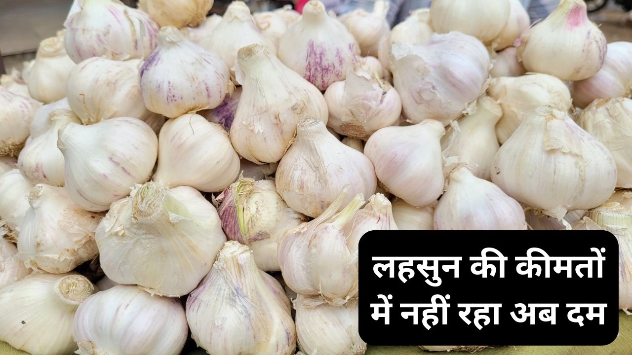 lahsun mp mandi bhav